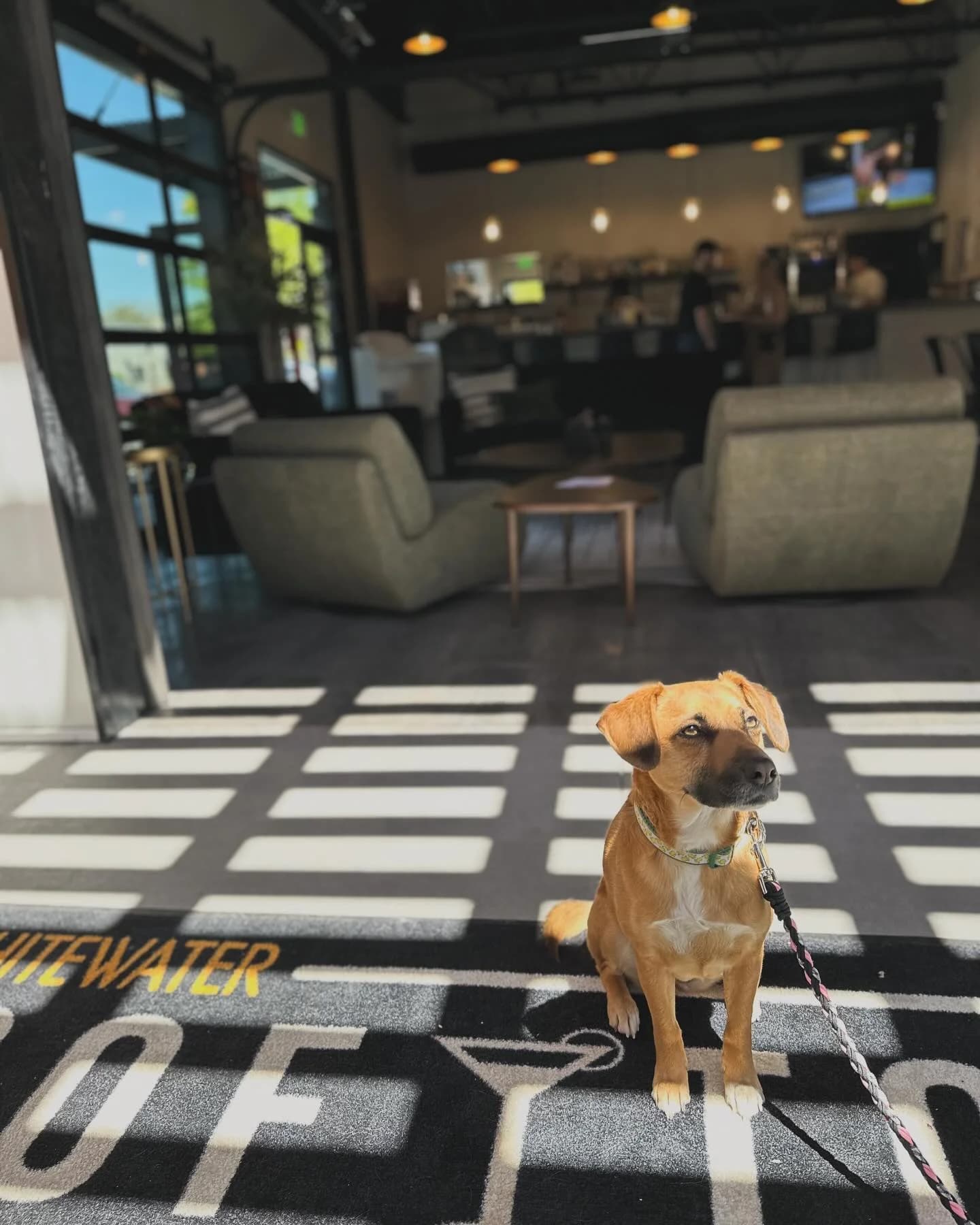 Dog-friendly patio